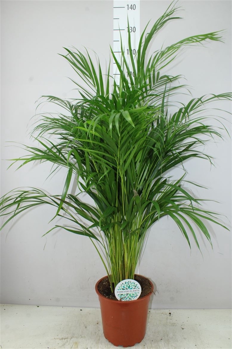 <h4>Chrysalidocarpus Areca</h4>