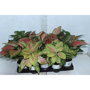 AGLAONEMA VARIADA P12