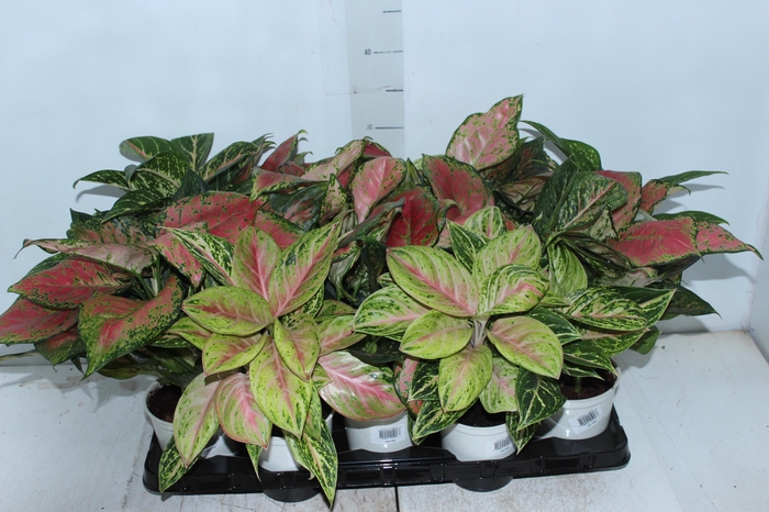 AGLAONEMA VARIADA P12