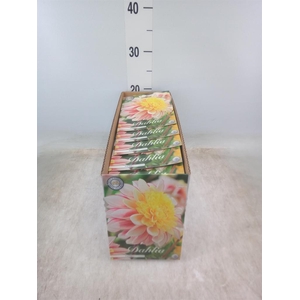 Dahlia   ...flowerbulbs