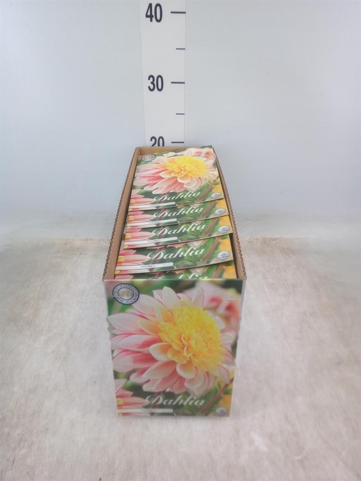 <h4>Dahlia   ...flowerbulbs</h4>