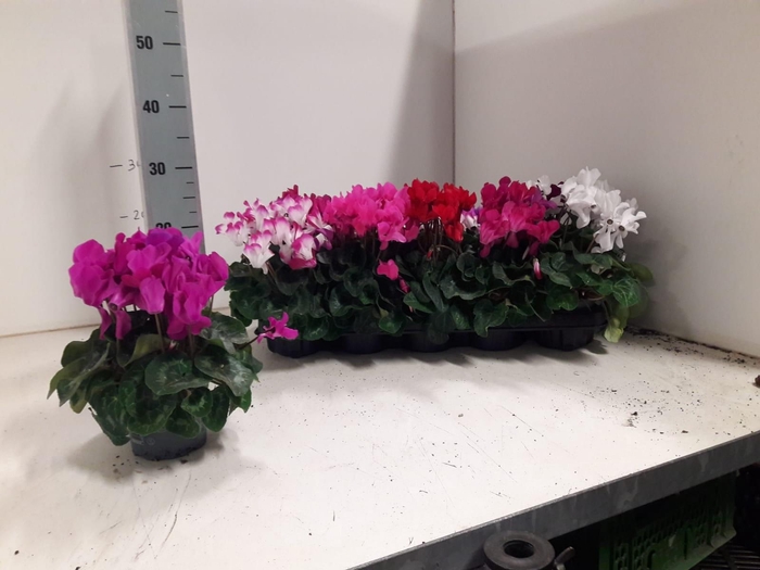 <h4>CYCL MD SUP ALLURE</h4>