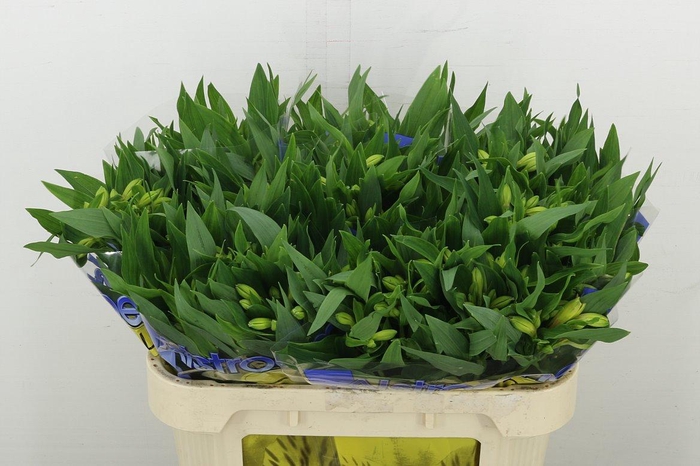 <h4>Alstr Lemon</h4>