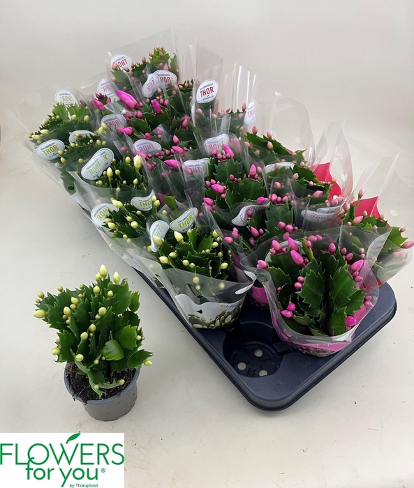 <h4>SCHLUMB GEM 2 KL</h4>