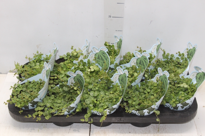 <h4>PEPEROMIA PROSTATA P11</h4>