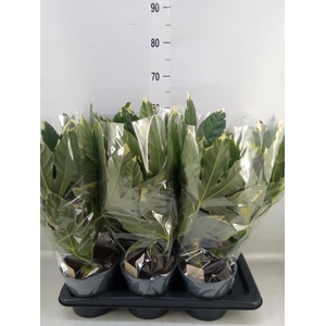 Fatsia japonica 'Variegata'