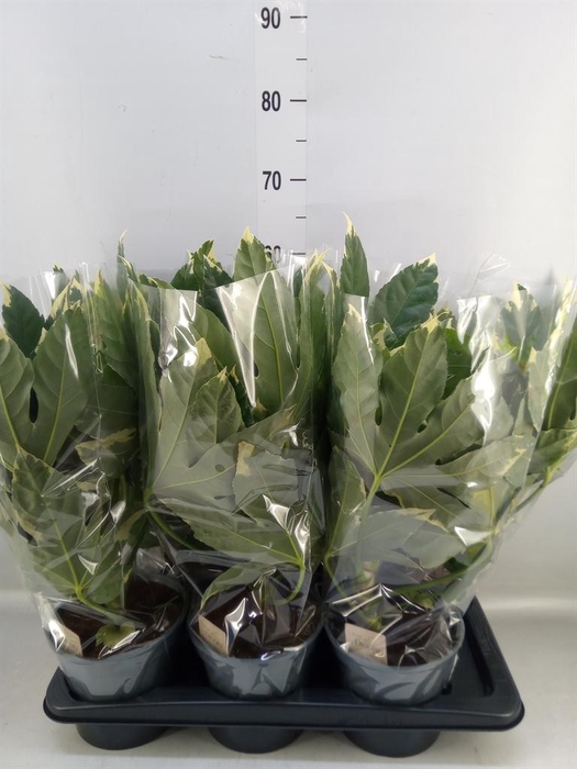 <h4>Fatsia japonica 'Variegata'</h4>