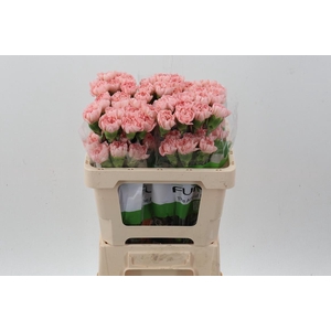 Di St Eternal Love 50cm