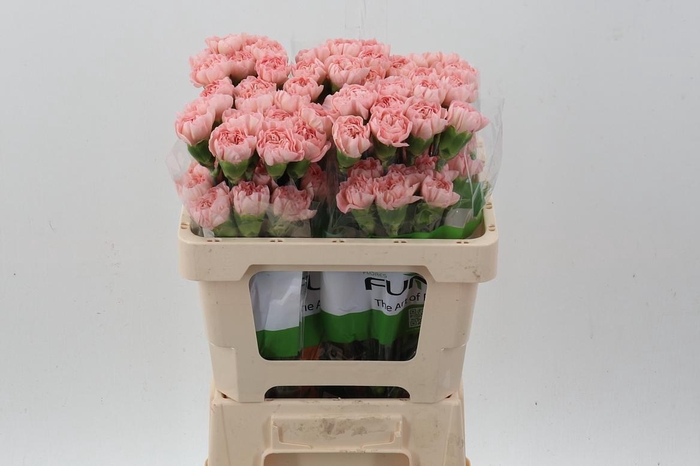 <h4>Di St Eternal Love 50cm</h4>