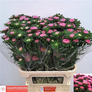 Callis Mats Pink 80cm