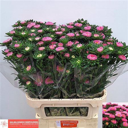 <h4>Callis Mats Pink 80cm</h4>