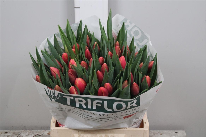 <h4>Tu En Timeless</h4>