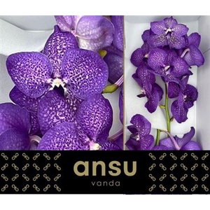 Vanda S Violet Blue