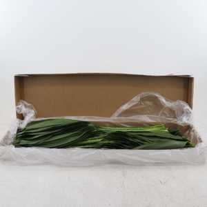 Aspidistra Elatior