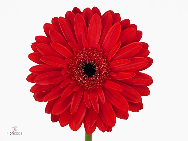 Gerbera Barones Water