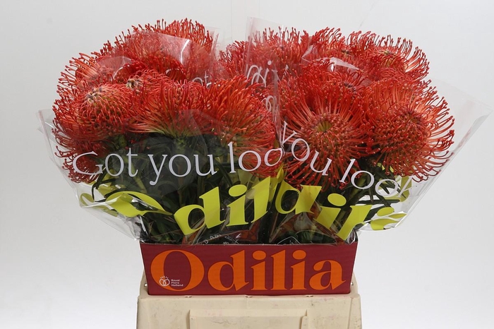 <h4>Nutans Succession</h4>