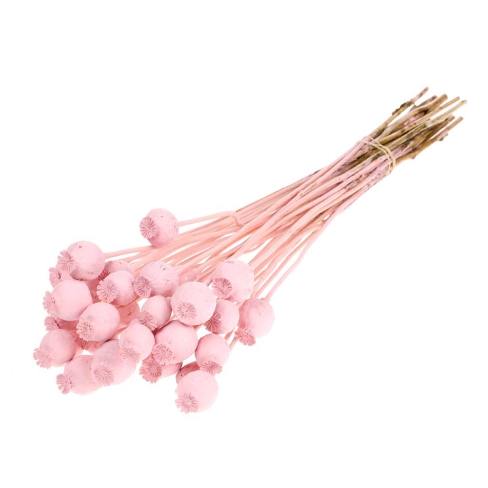 <h4>Papaver Pink Misty</h4>