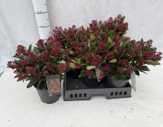 <h4>SKIM J RUBELLA</h4>