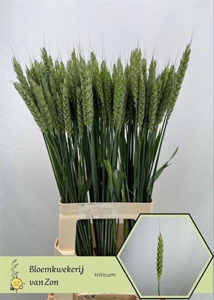 <h4>TRITICUM AESTIVUM</h4>