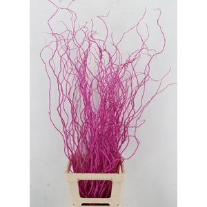 SALIX OV KLB H%