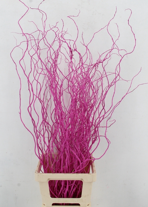 <h4>SALIX OV KLB H%</h4>