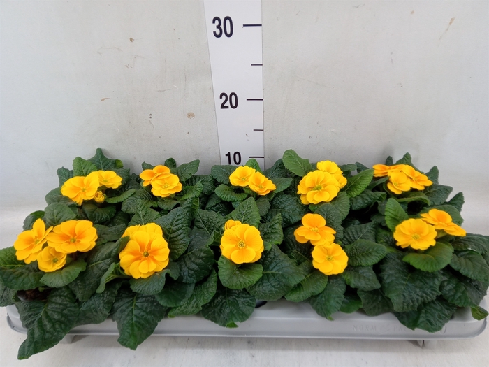 <h4>Primula ac. 'Salome Orange'</h4>