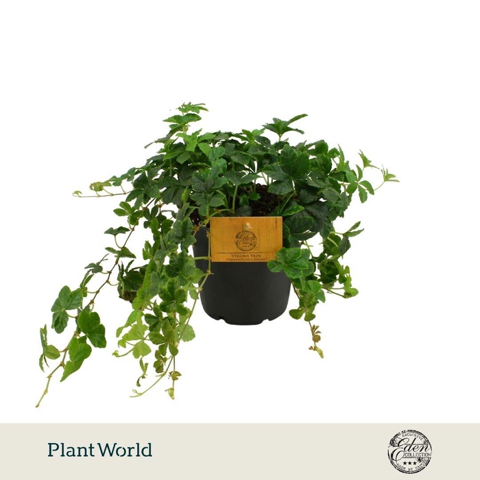 <h4>Parthenocissus Striata 12cm</h4>