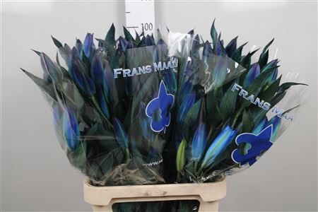<h4>Li Or Blue Magic</h4>