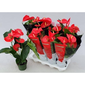 Anthurium Andreanum Michigan 14Ø 50cm 5fl