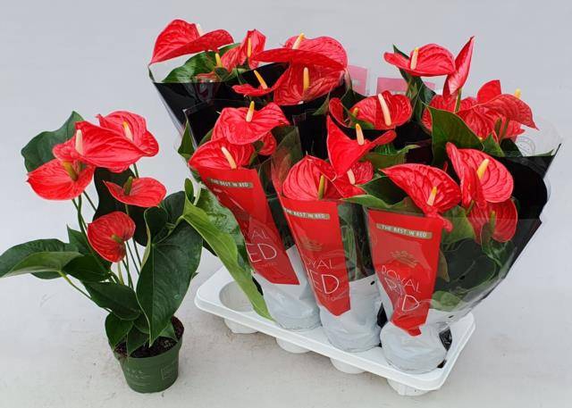 Anthurium Andreanum Michigan 14Ø 50cm 5fl