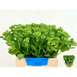 SEDUM SPECTABILE