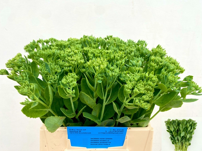 <h4>SEDUM SPECTABILE</h4>