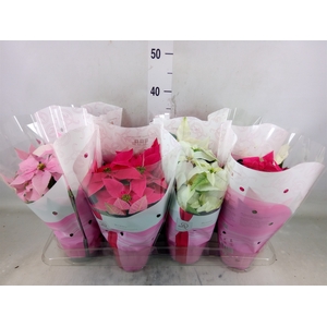 Euphorbia pulc. 'Princ'  ..mix
