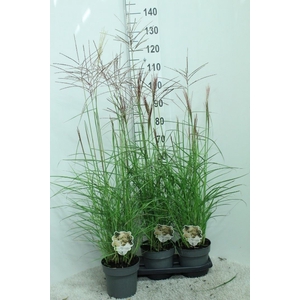 Miscanthus sin. 'Ferner Osten'