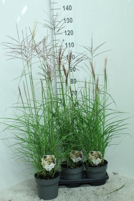 <h4>Miscanthus sin. 'Ferner Osten'</h4>