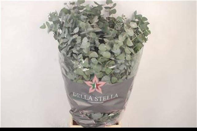 <h4>EUC CINEREA PER BOS</h4>