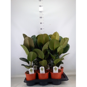Ficus elastica 'Robusta'