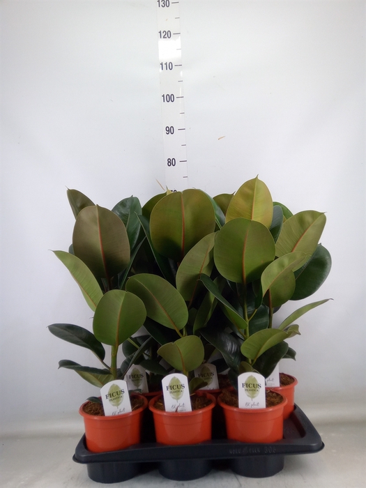 <h4>Ficus elastica 'Robusta'</h4>