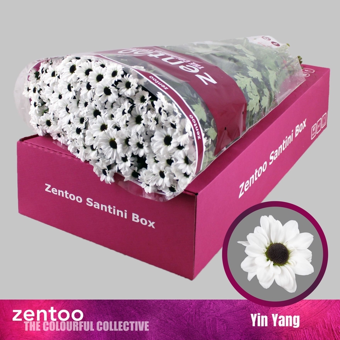 <h4>Chrysanthemum SA 'Yin Yang'</h4>