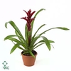 Guzmania Switch Luxe Keramiek (Decorum)