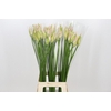 Nerine Bicolor Bionce
