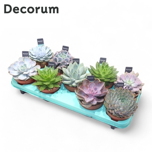 Echeveria Mix (9spc.) (decorum)