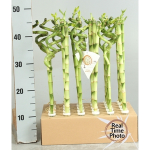 DRA LUCKY BAMBOO