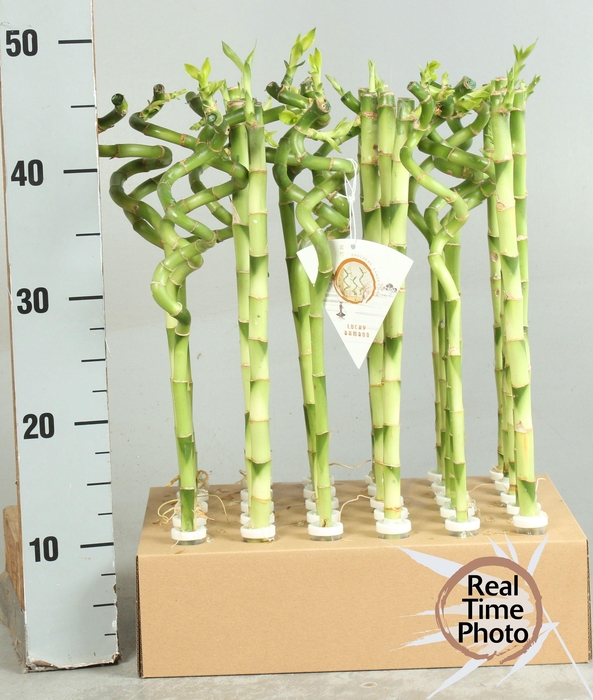 <h4>DRA LUCKY BAMBOO</h4>