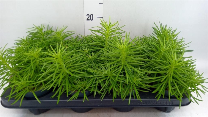 <h4>Senecio archeri 'Himalaya'</h4>
