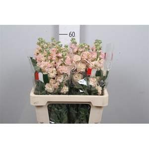 Matthiola Iron Apricot