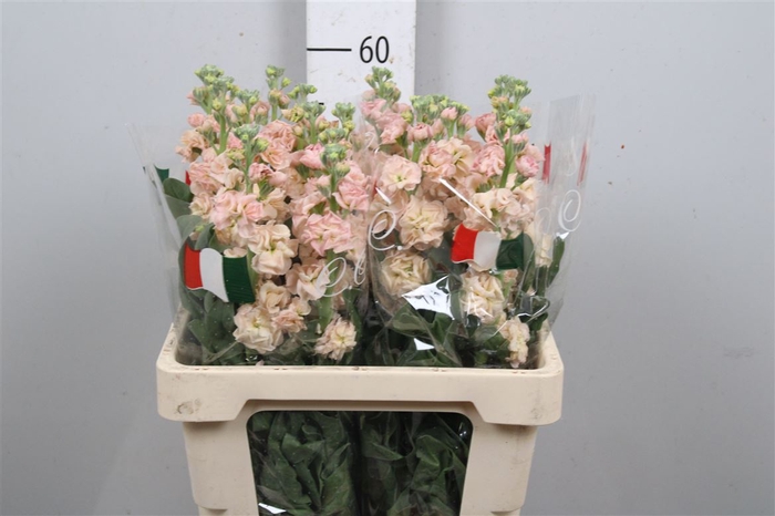 <h4>Matthiola Iron Apricot</h4>