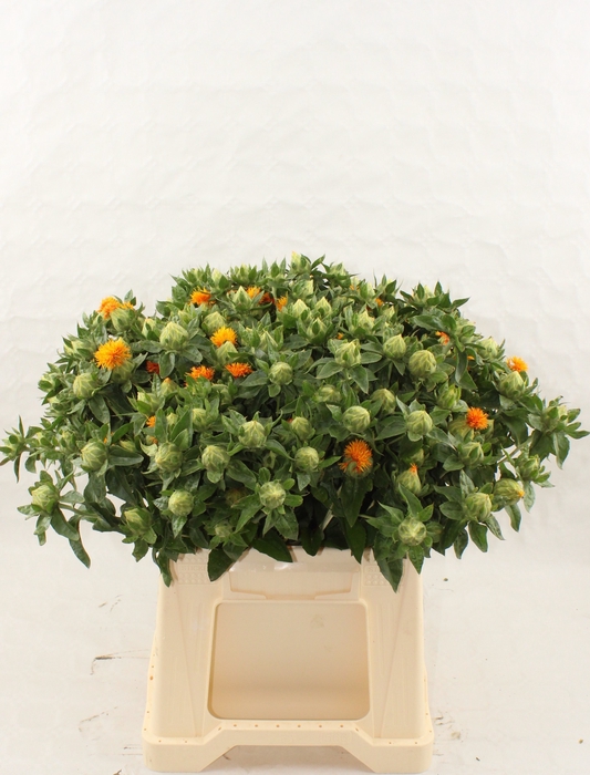 <h4>CARTHAMUS DECOGROEN</h4>