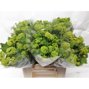 VIBURNUM ROSEUM ST