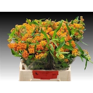 Ascl Tuberosa